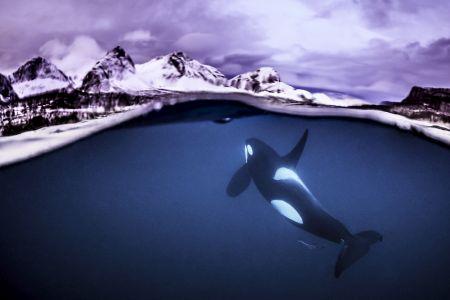 Luftaufnahme von Gletschern und einem Orca, welcher durch die Wasseroberfläche zu sehen ist